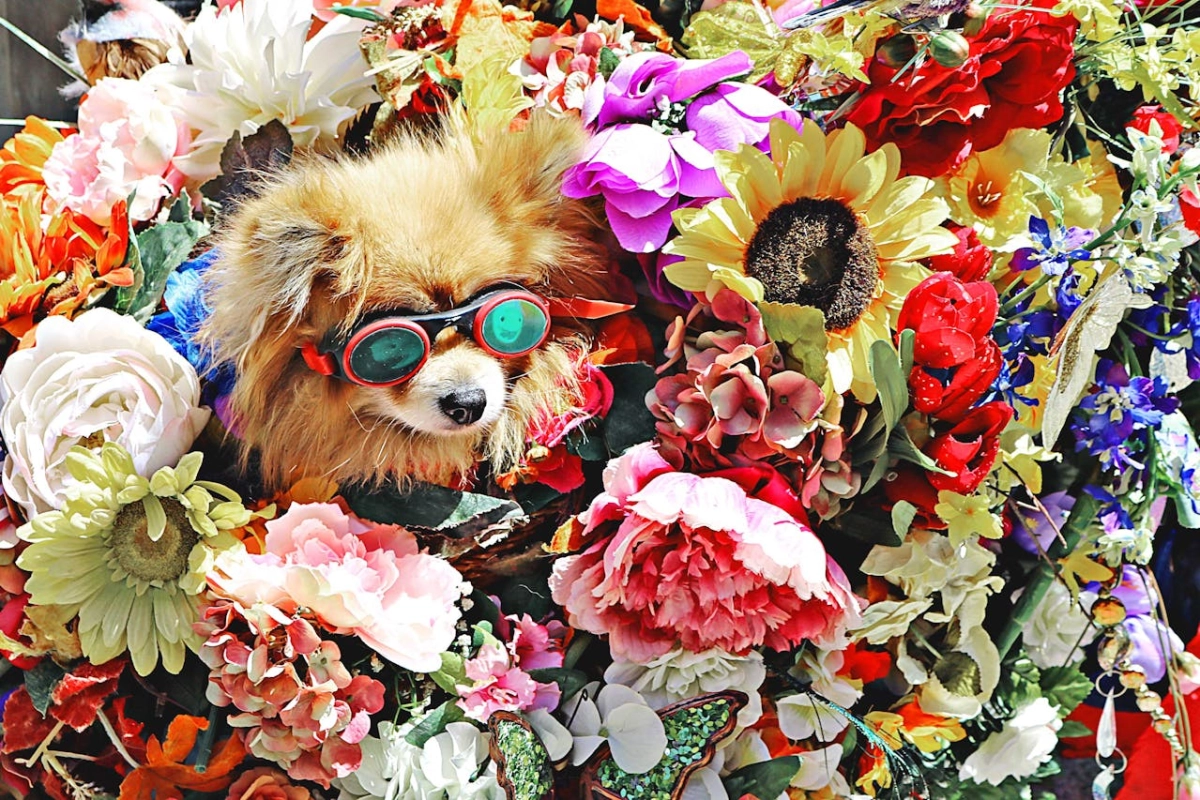Martinidogshow Groningen 2025